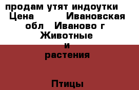 продам утят индоутки. › Цена ­ 300 - Ивановская обл., Иваново г. Животные и растения » Птицы   